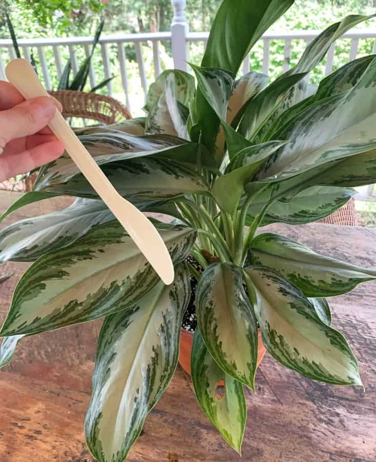 How to water Houseplants and keep them alive