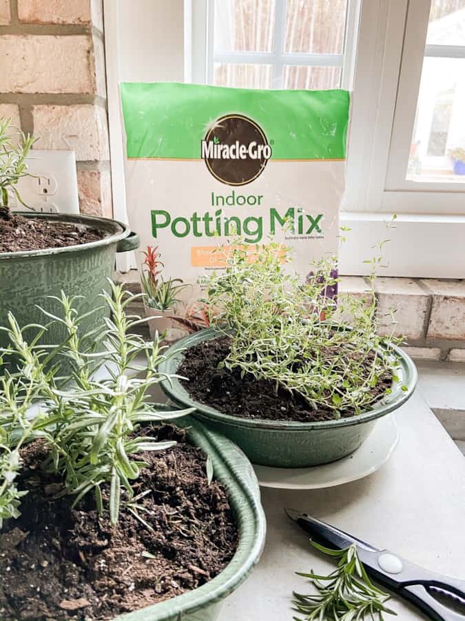 Indoor herb garden with miracle gro potting mix and enamelware containters