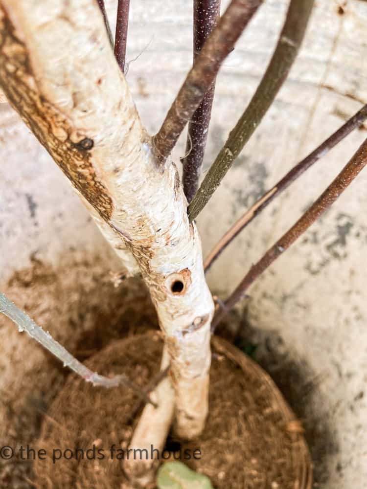 Drill hole in tree trunk 