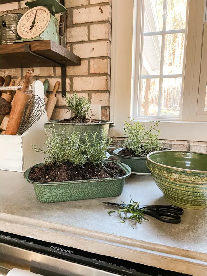 how to start a herb garden using vintage thrift store pans.