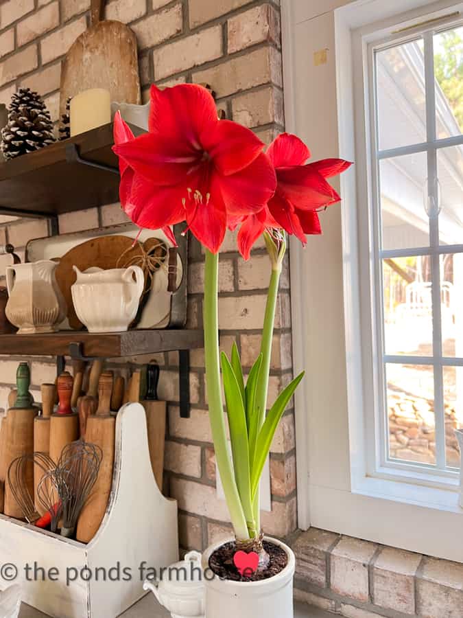 Forced Amaryllis Blooms in vintage crock brighten winter countertops in Farmhouse Kitchen
