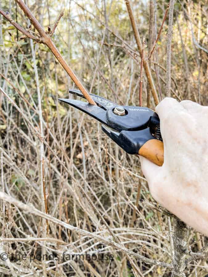 Cut winter stems with pruning shears to force blooms in winter