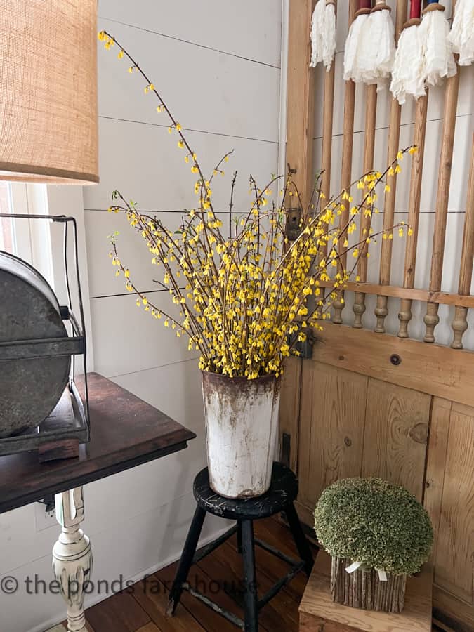 Forced Forsythia Blooms in Winter placed in a vintage sap bucket next to an antique barn door.