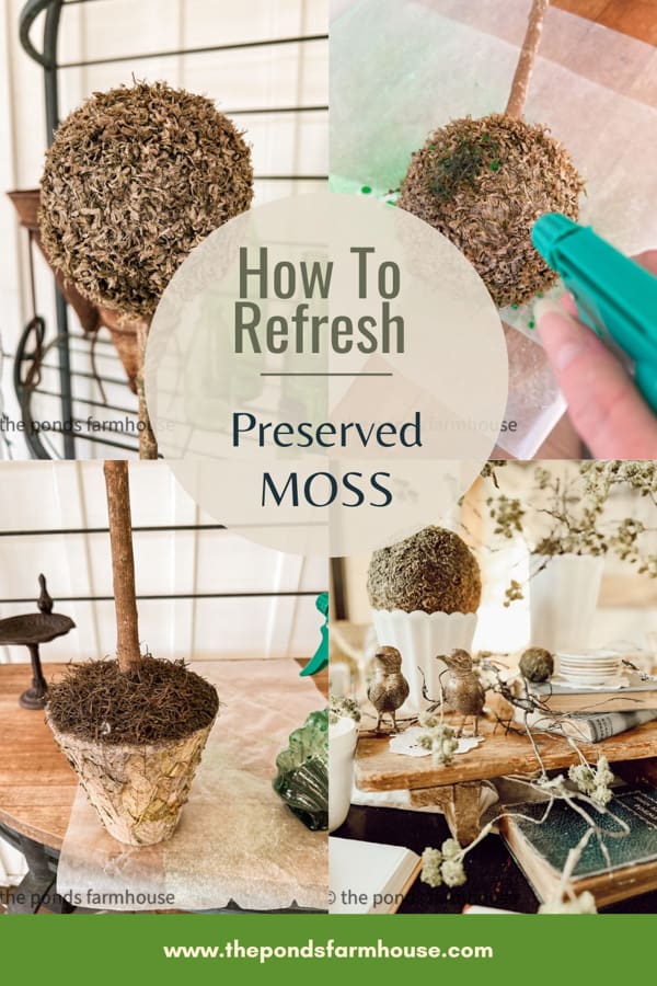 Easy and inexpensive DIY to preserve moss decor.  