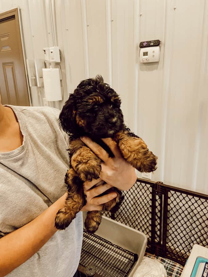 Mini-bernedoodle puppy from Red Spring Farm