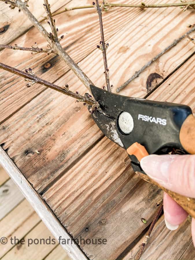 Cut lower branches from forsythia stems with pruning shears.