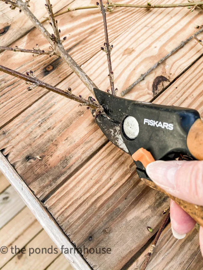Cut lower branches from stems with pruning shears.
