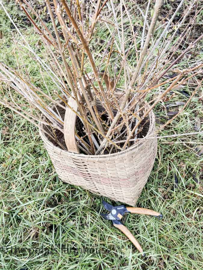 A basket filled with winter forsythia bush stems or yellow bell stems.