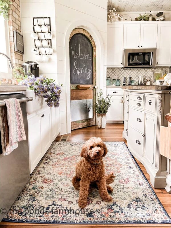 Farmhouse Kitchen with apron sink and mini-goldendoodle on floral rug at kitchen island.