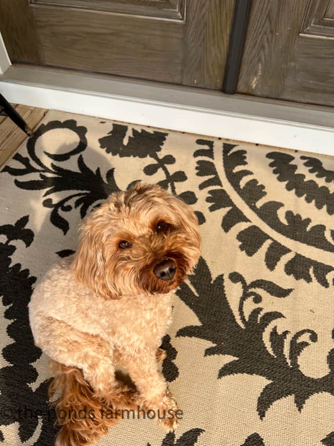 sweet Rudy, mini Goldendoodle on front porch at farmhouse on print black and beige rug. 