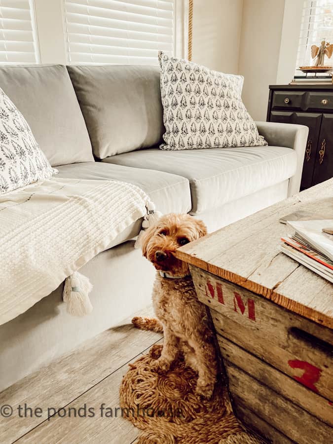 Rudy hiding behind the coffee table at our tiny beach cottage.  blue sofa and print pillows on Dirt Road Adventures.  
