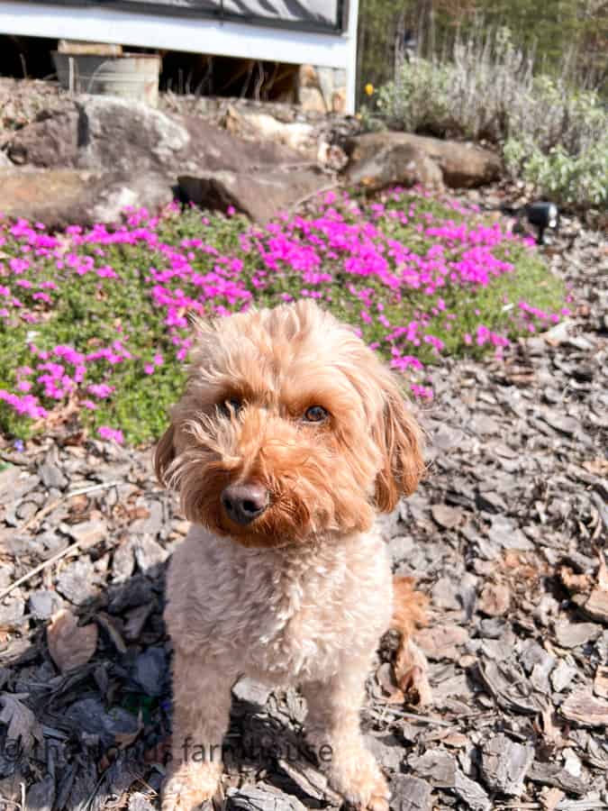Rudy loves the Spring Blooms For Dirt Road Adventures Daylight Savings Time.