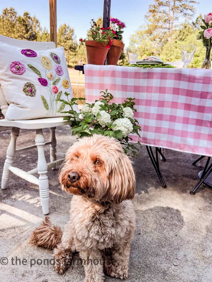 Rudy Mini Goldendoodle at Mother's Day with fresh flowers and DIY pillow cover.