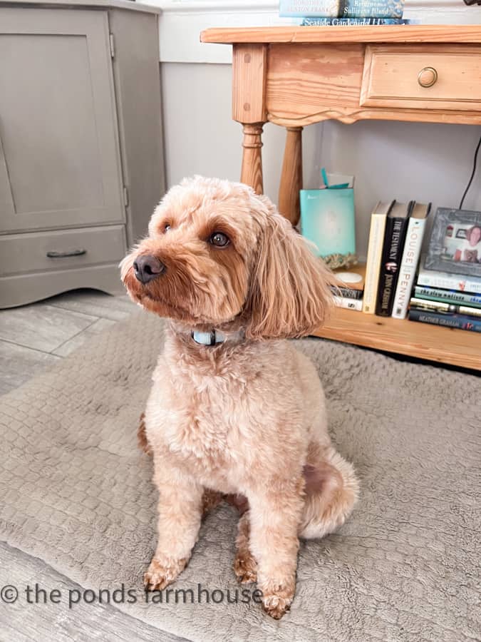 Rudy's new hair cut before the beach trip.