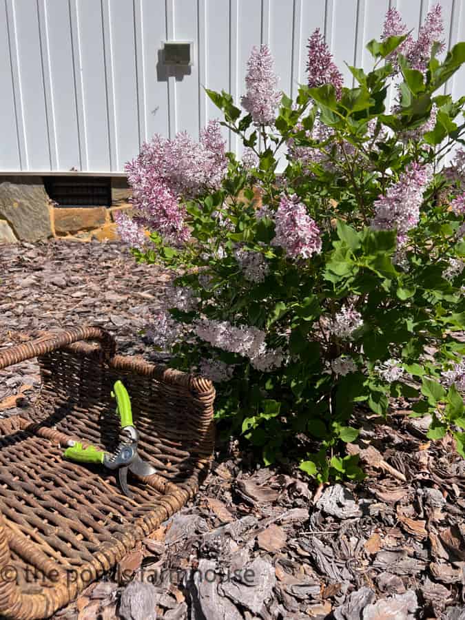 lilac bush with fresh blooms to be gathered for a floral arrangement.  