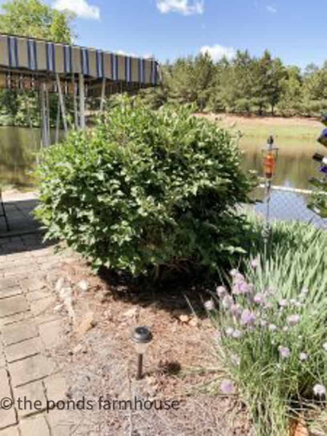 Large lilac bush with no blooms.