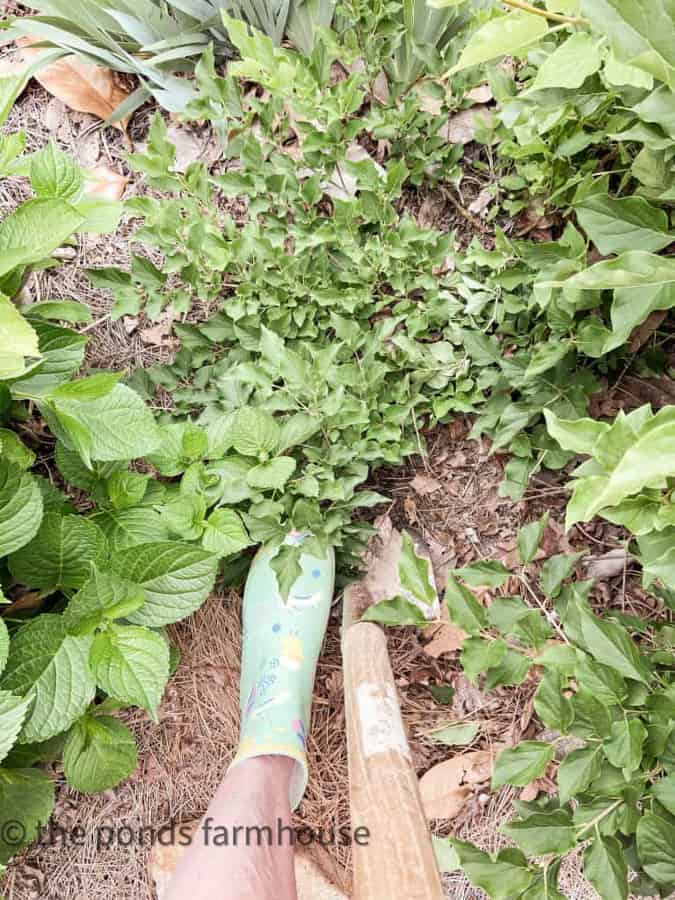 Digging up the rooted lilac bush to transplant.