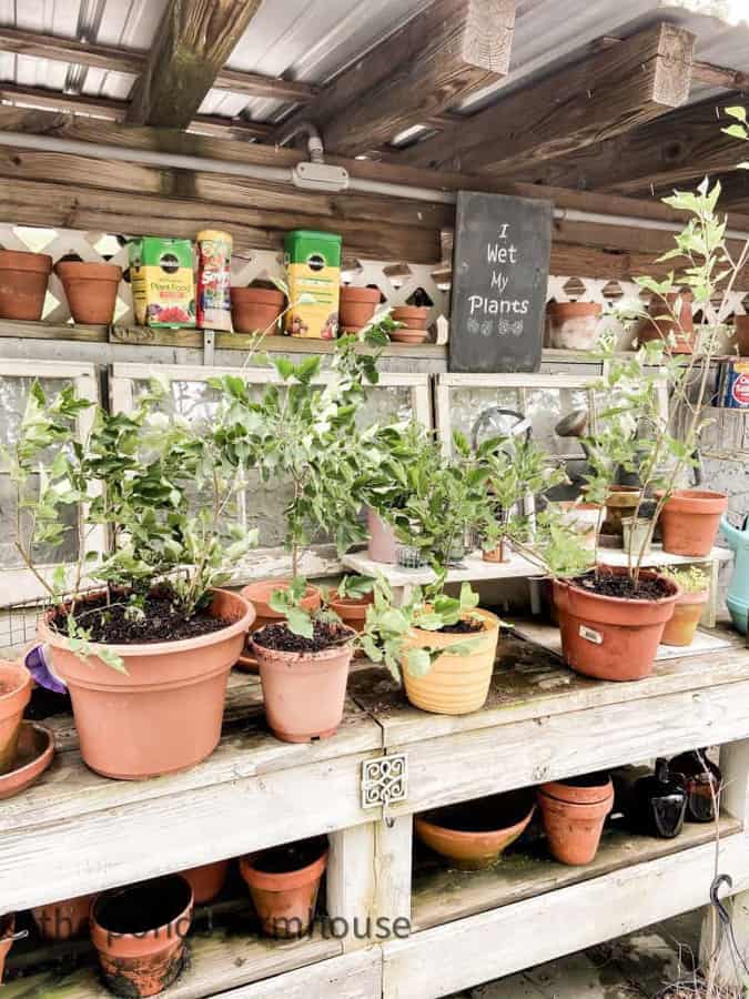 Split Lilac Bushes transplanted into pots.
