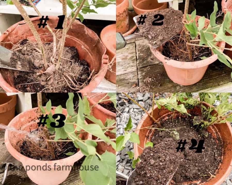 Split Lilac Bushes transplanted into pots.