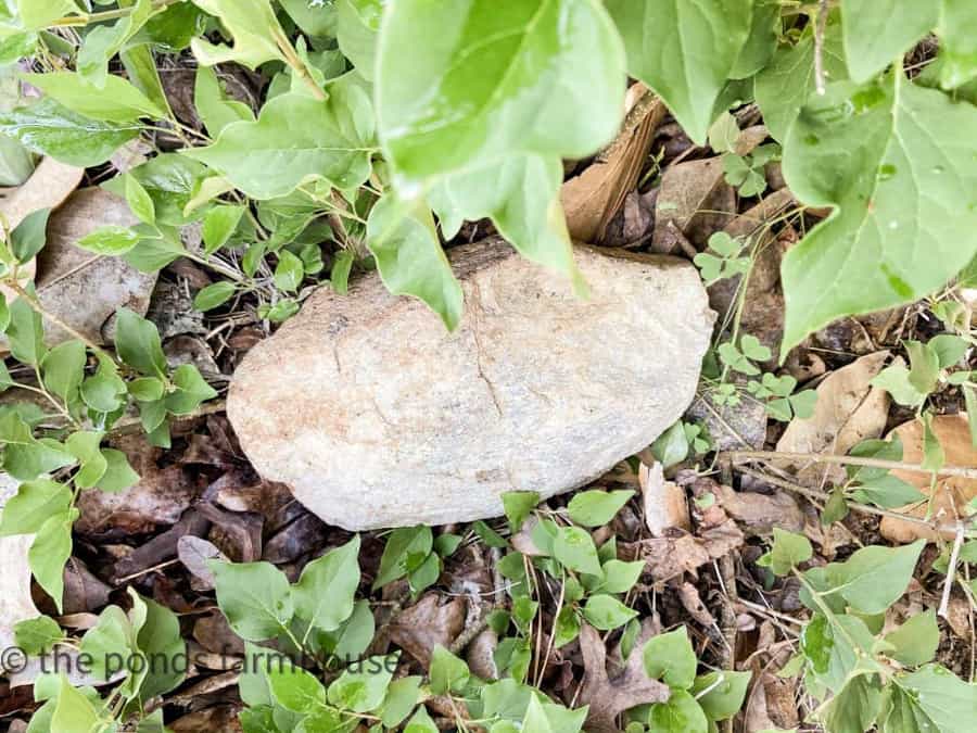 Place a rock on a low branch of lilac bush to propagate.  