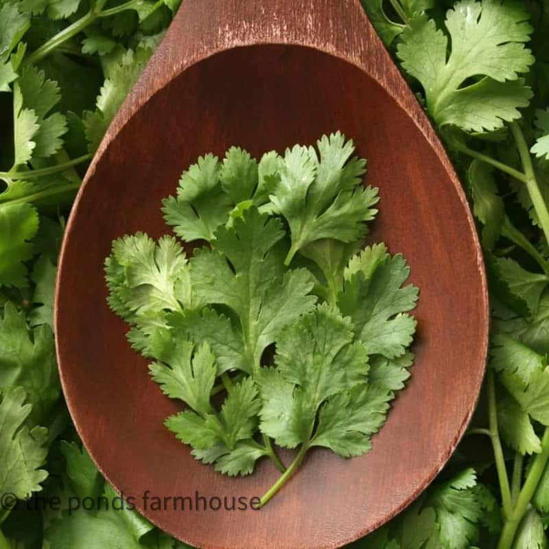 Cilantro is a great spring and fall herb to plant