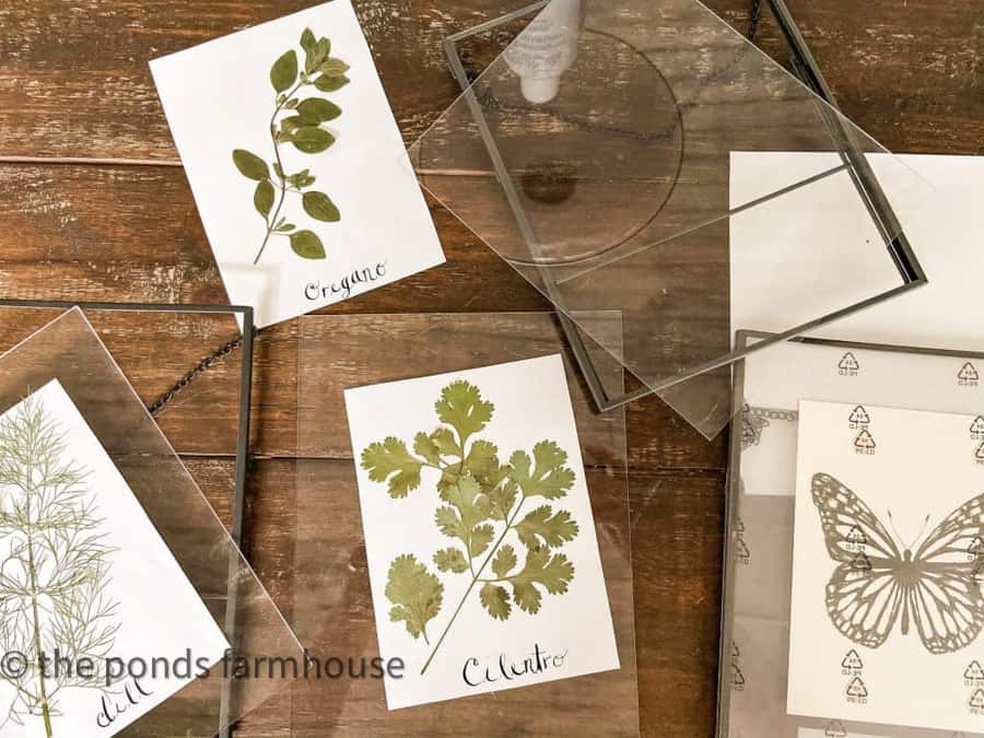 Pressed botanical herbs placed in frames.