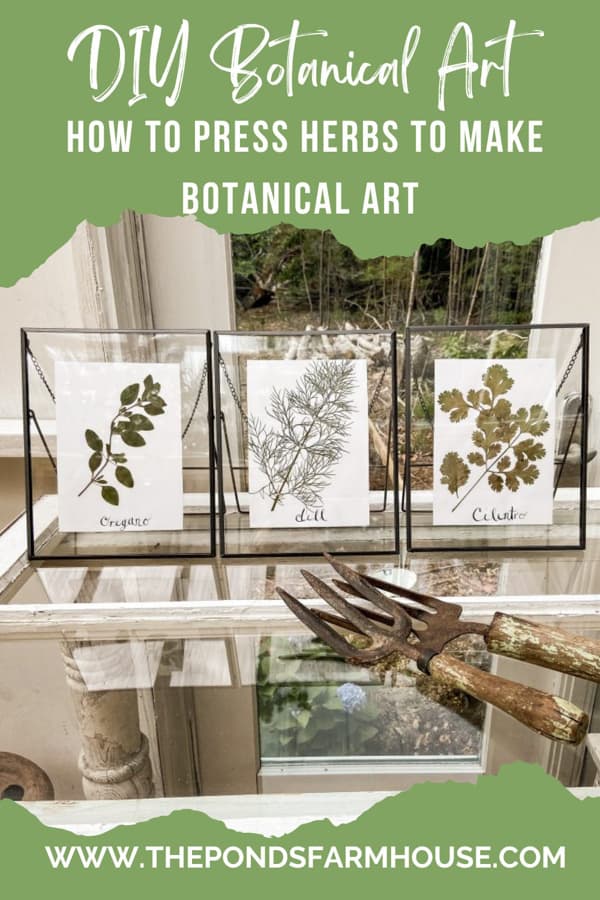 Botanical Art Prints made with pressed herbs.  How To Press herbs to frame.  