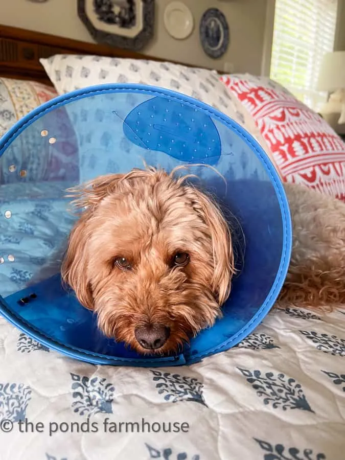 Rudy in cone of shame.  