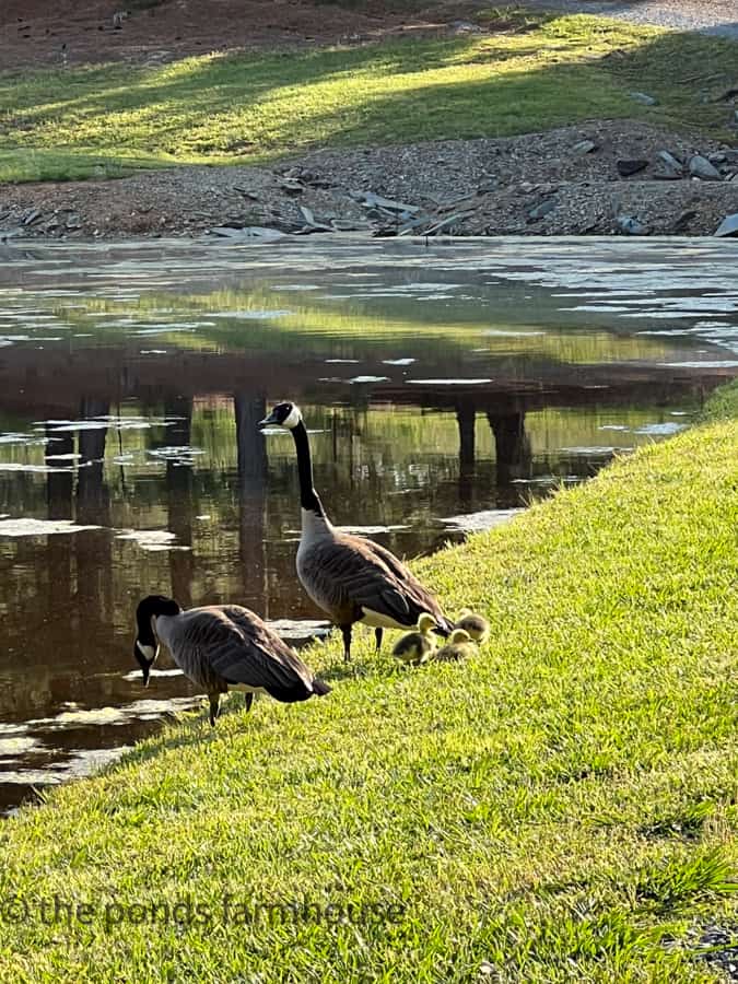 Dirt Road Adventures - Baby Geese 