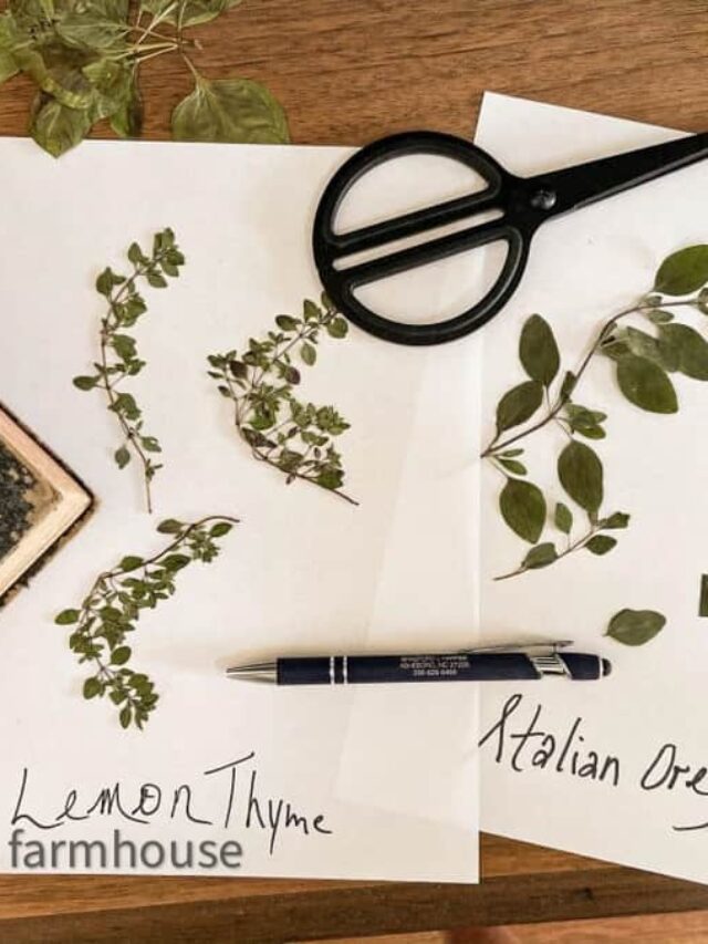 How To Frame Botanical Art from pressed herbs for farmhouse style and greenhouse decorating ideas.  