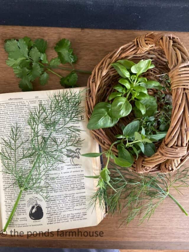 Pressing Herbs for Botanical Art