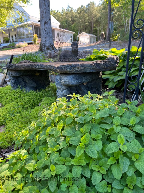 Mint makes a natural mosquito repellent and a great herb to plant next to outdoor entertaining areas.