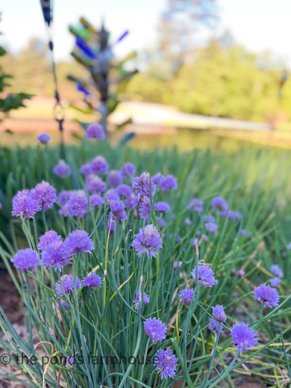 Chives have a beautiful bloom in the spring.