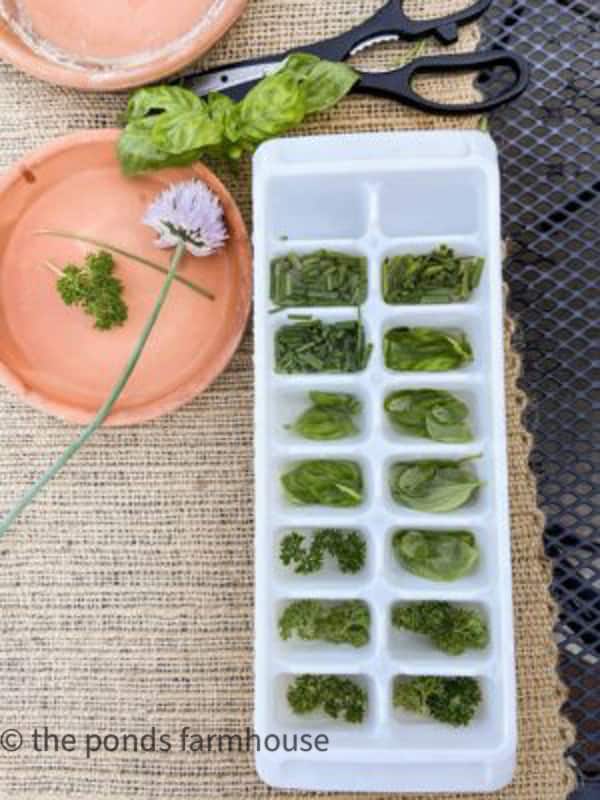 Freeze herbs to use during the winter in soups and other recipes.  Find out which are the best herbs in your garden.