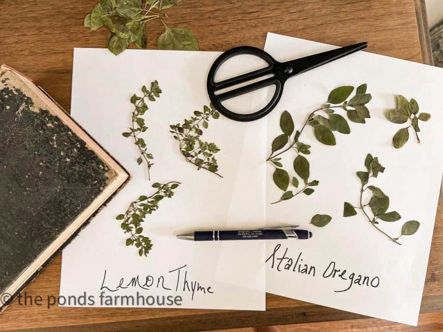 Herbs prepared for frames.