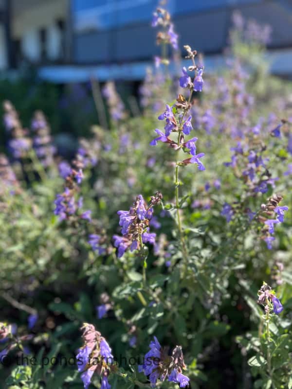 Sage is a great herb to plant in your landscape because of the beautiful spring flowers and silver-green leaves all summer.