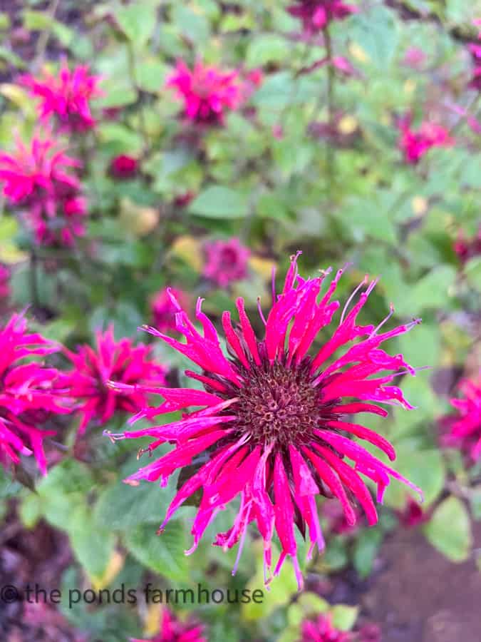 Bee's Balm Flowers in garden
