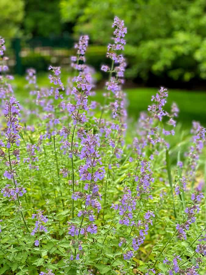 Plants that repel mosquitos that you can plant around your outdoor living areas as a summer project.