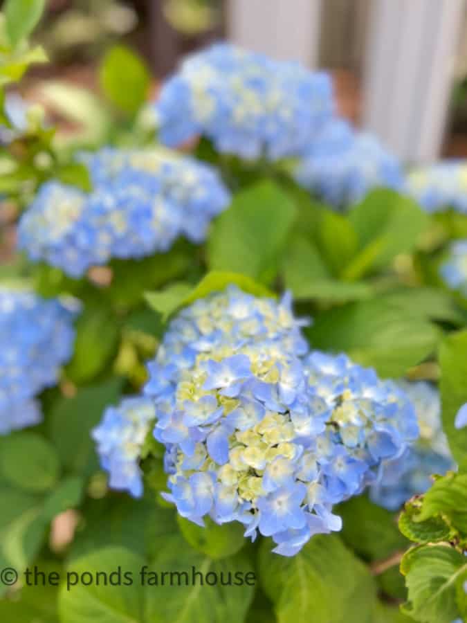 Blue Hydrangeas close up
