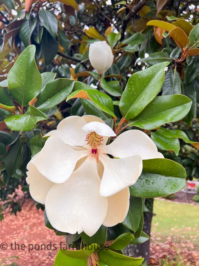 Magnolia Blooms