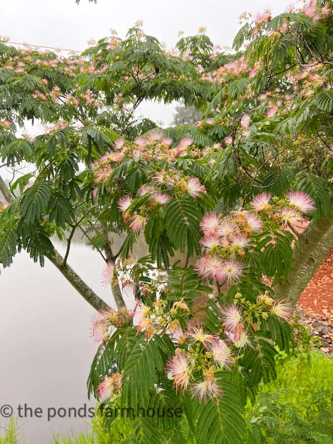 Mimosa Tree