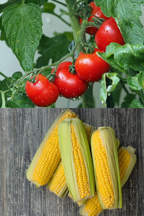 Fresh Tomatoes and Corn can be used with recipe.