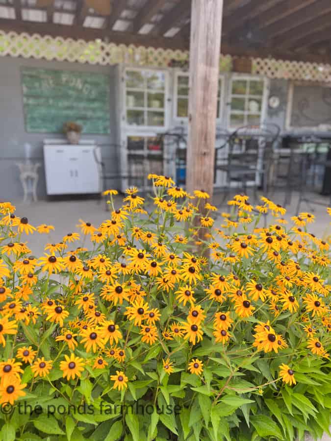 Black Eyed Susan's in front of outdoor kitchen.