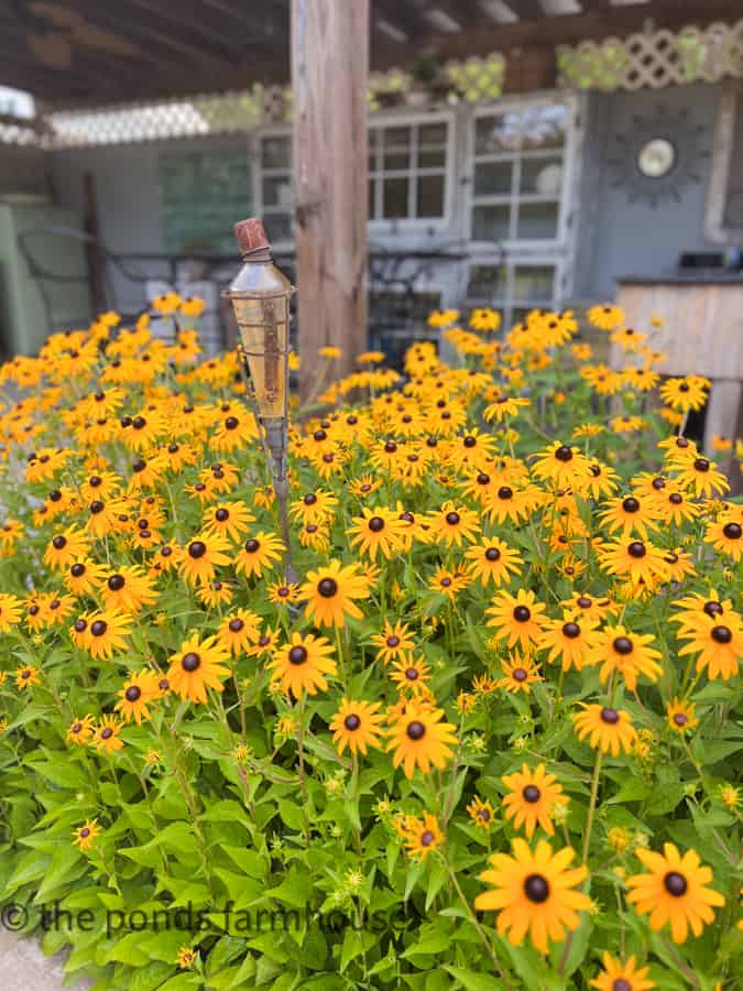 Black Eyed Susans' in front of the outdoor kitchen