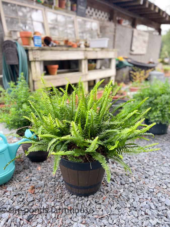 The ferns are thriving after lots of rain this summer.