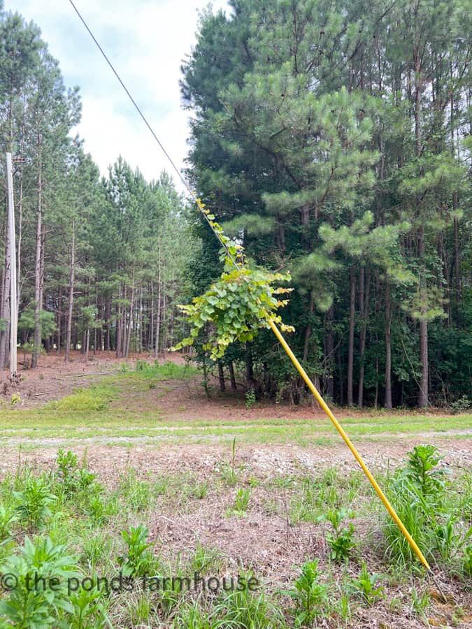 Grapevine appears to be growing in mid air.  