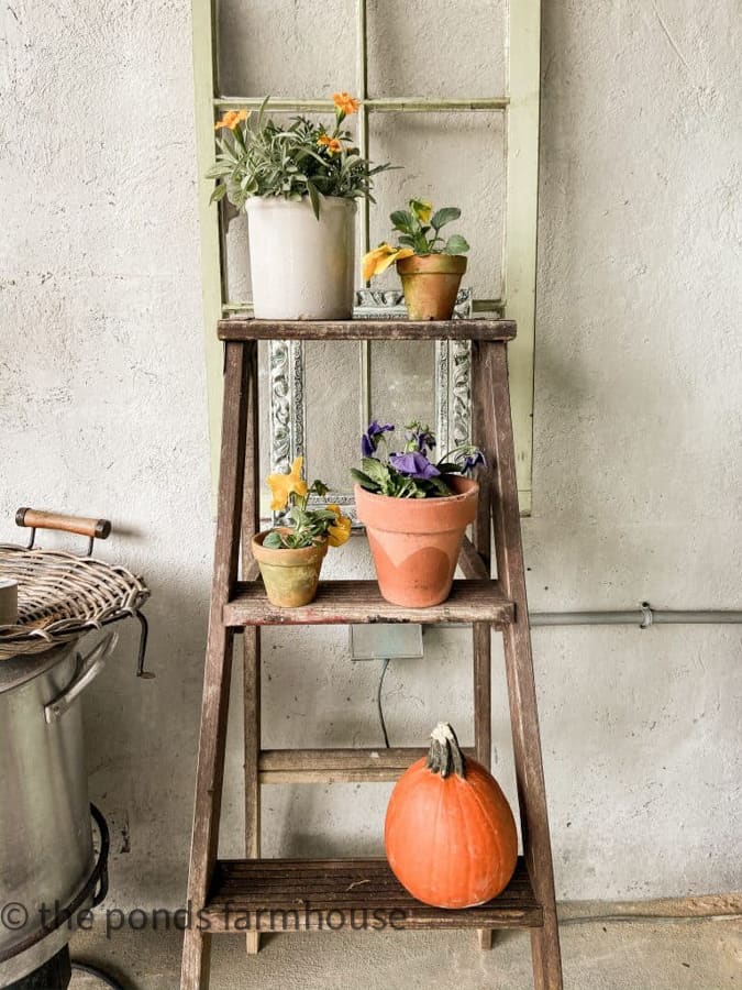 Mum and pumpkins for outdoor tables and on a ladder.