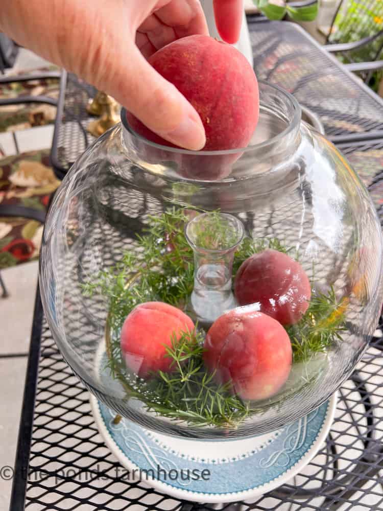 Peaches and fern as the base for a Fruit Centerpiece