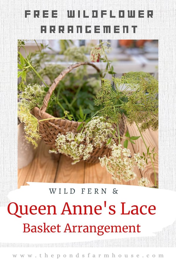 Queen Anne's Lace - Wholesale Bulk Flowers - Cascade Floral