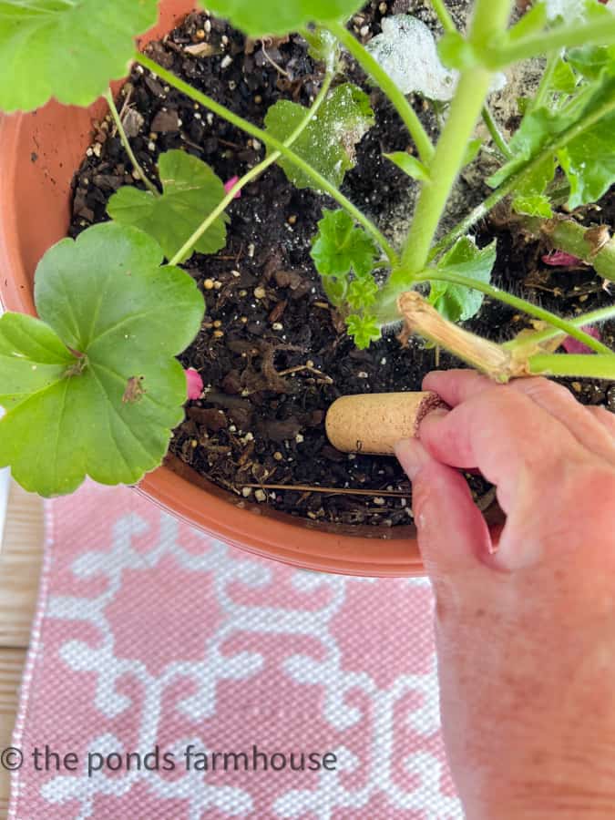 Add recycled wine corks to plants to keep soil moist.  